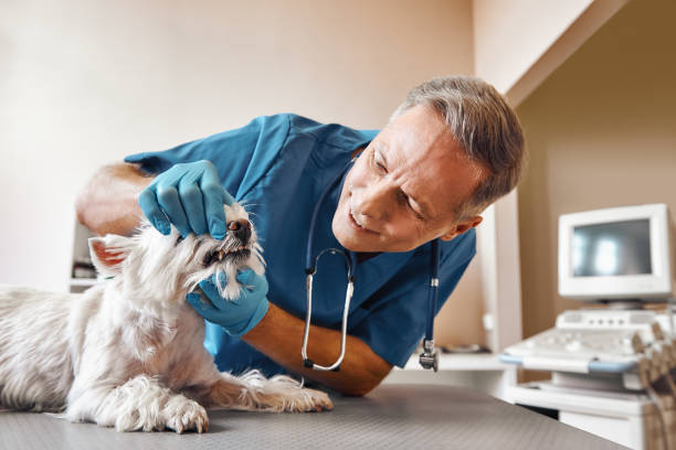 Best Weekend Emergency Dentist in Simpsonville, SC